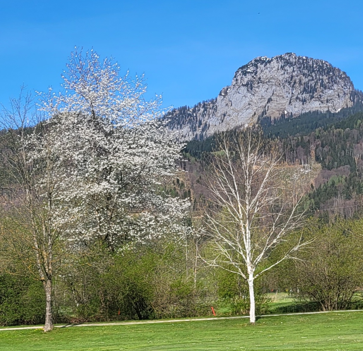 KirschbaumTausing